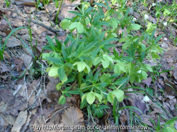 Helleborus virides - 02