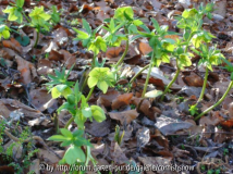 Helleborus virides - 03