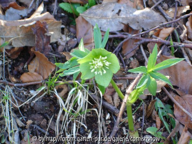 Helleborus virides - 04