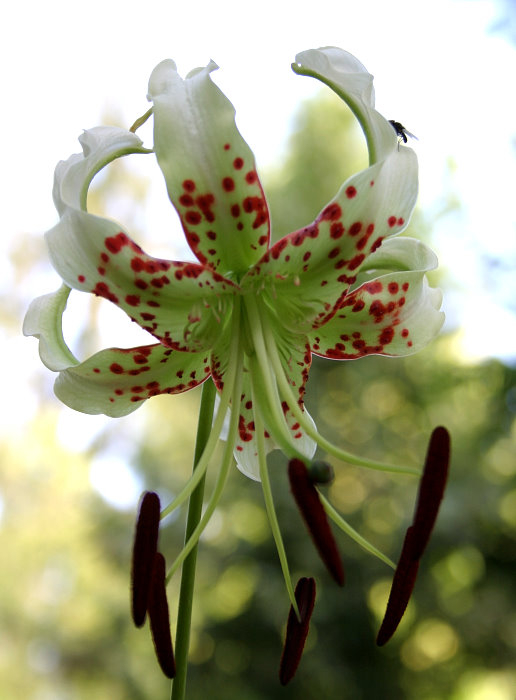 Lilium speciosum var. gloriosoides