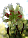 Lilium speciosum var. gloriosoides