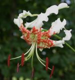 Lilium speciosum var. gloriosoides