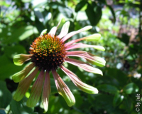 DSCN5340.JPG