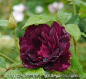 Burgundy Ice 16_8_12.JPG