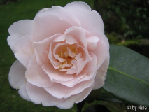 Camelia 'Ann Southern'