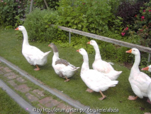 Schnabeltiere ab marsch-marsch