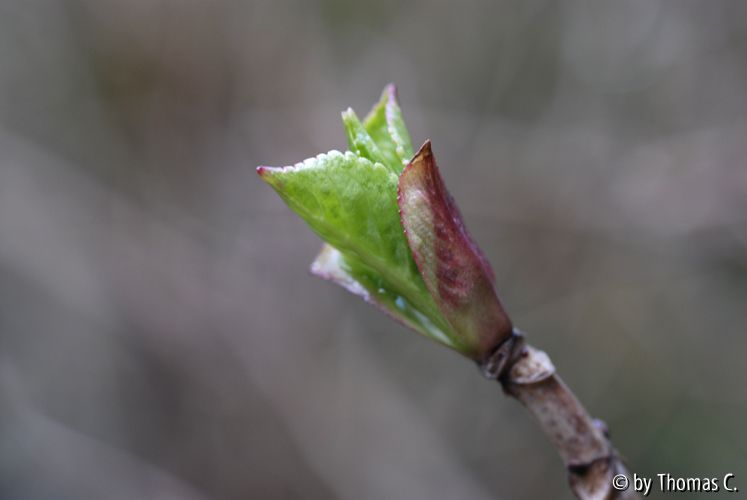 Austrieb Kletterhortensie