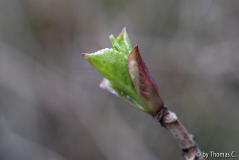 Austrieb Kletterhortensie