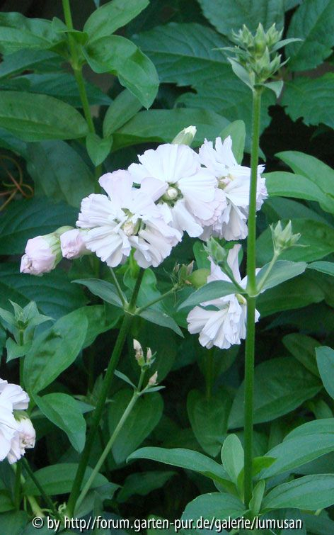 Blüte 1