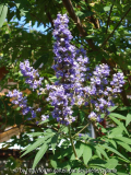 Vitex kl 2012-08-12.jpg