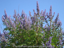 Vitex 2012-08-12.jpg