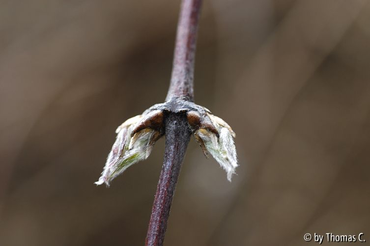 Austrieb Clematis Montana