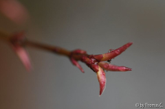 Austrieb Acer Wilsons Pink Dwarf 1