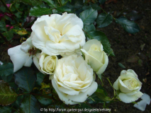 Unbekannte weisse Edelrose Blütenbüschel