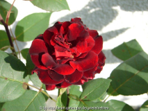 Barkarole Miniblüte