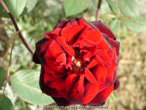 Barkarole Miniblüte1