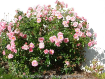 Sommerwind Habitus