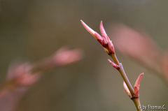 Austrieb Acer Wilsons Pink Dwarf 2