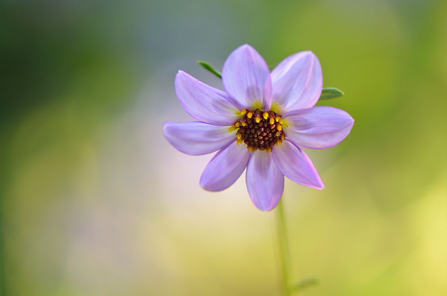 Dahlia merckii 15. 8.2012