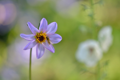 Dahlia merckii 19.8.2012