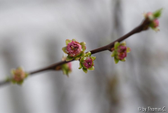 Mandelknospen