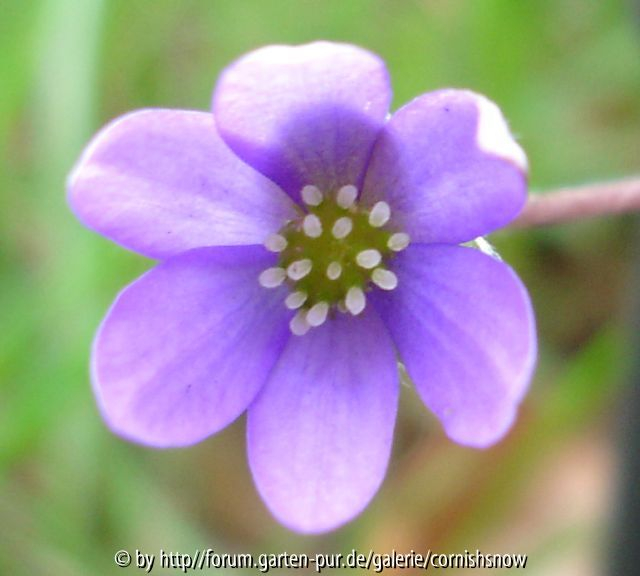 Hepatica nobilis Lugano 01