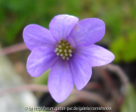Hepatica nobilis Lugano 02