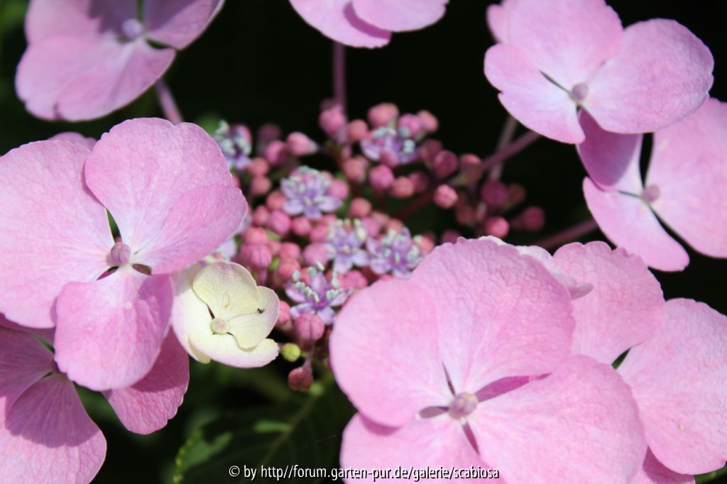 Tellerhortensie