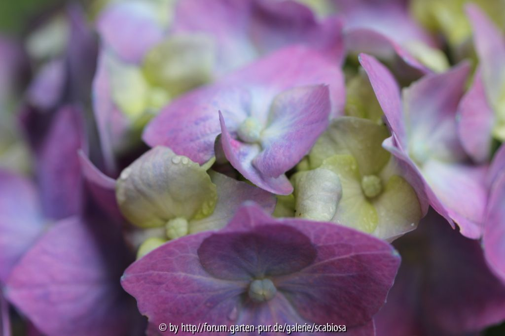 H. macrophylla ?