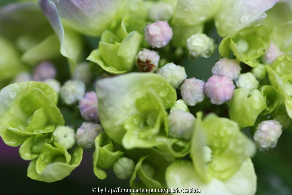 H. macrophylla ?, Knospe