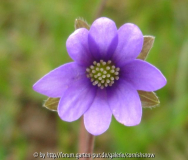 Hepatica nobilis Lugano 03
