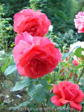 Duftwolke leuchtet