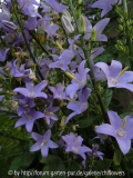 Camp. pyramidalis Blüten