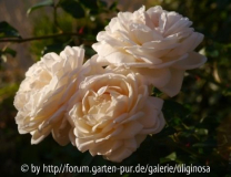 Rose White Gold 23_8_12.JPG