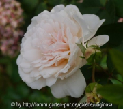 Rose Sombreuil 24_8_12.JPG