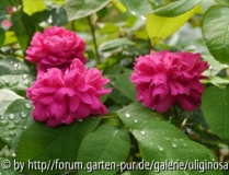 Rose de Resht 24_8_12.JPG