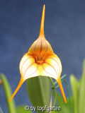 MASDEVALLIA - HYBR. 4346 Magdalena x gla