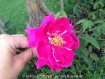 Triomphe de Noisette