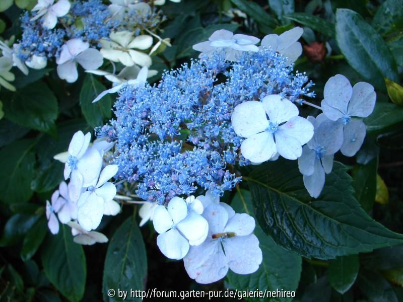 blaue Tellerhortensie