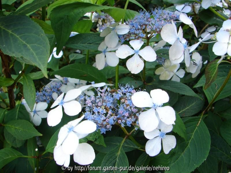 blaue Tellerhortensie
