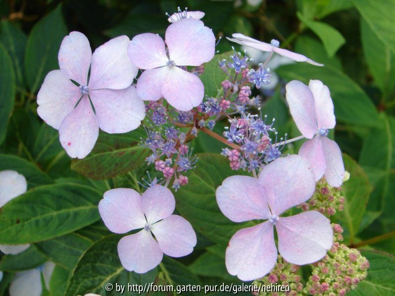 blaue Tellerhortensie1
