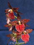 Orchidee02042006a.jpg