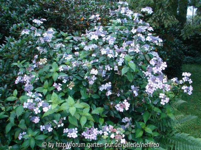 blaue Hortensie ganz