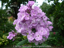 Phlox pan. ??