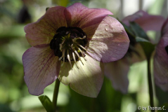 Helleborus im Licht- und Schattenspiel 1