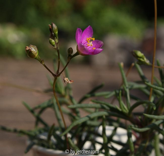 Talinum calycinum