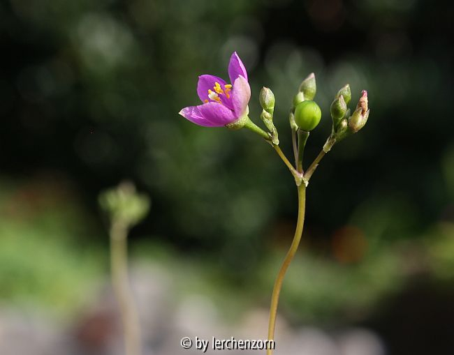 Talinum calycinum