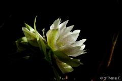 Helleborus im Licht- und Schattenspiel 2