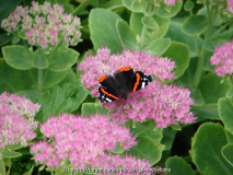 Admiral auf Sedum