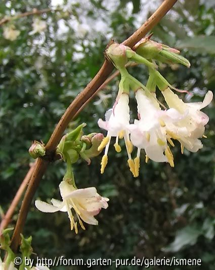 Seit November Blüte